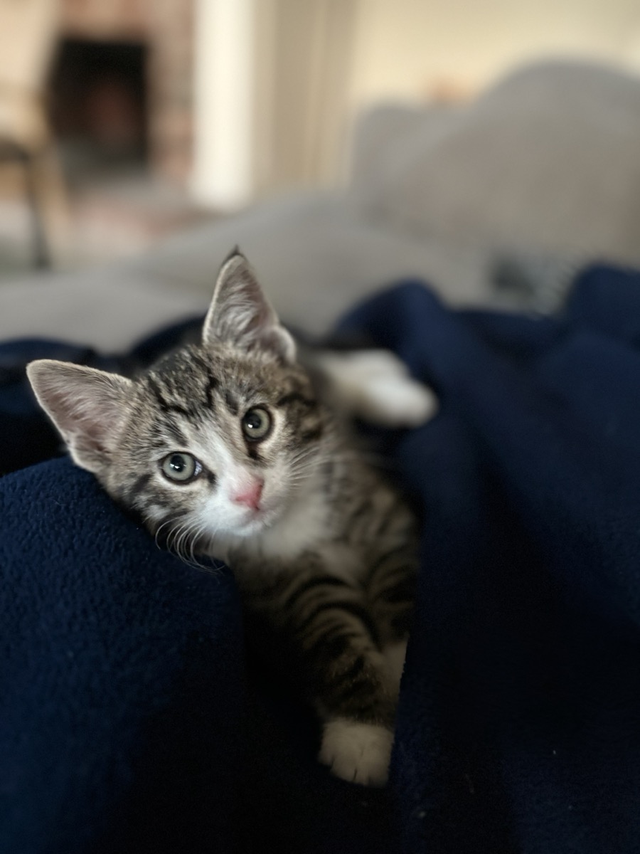Jerry sitting upright on a dark blanket, looking at the camera