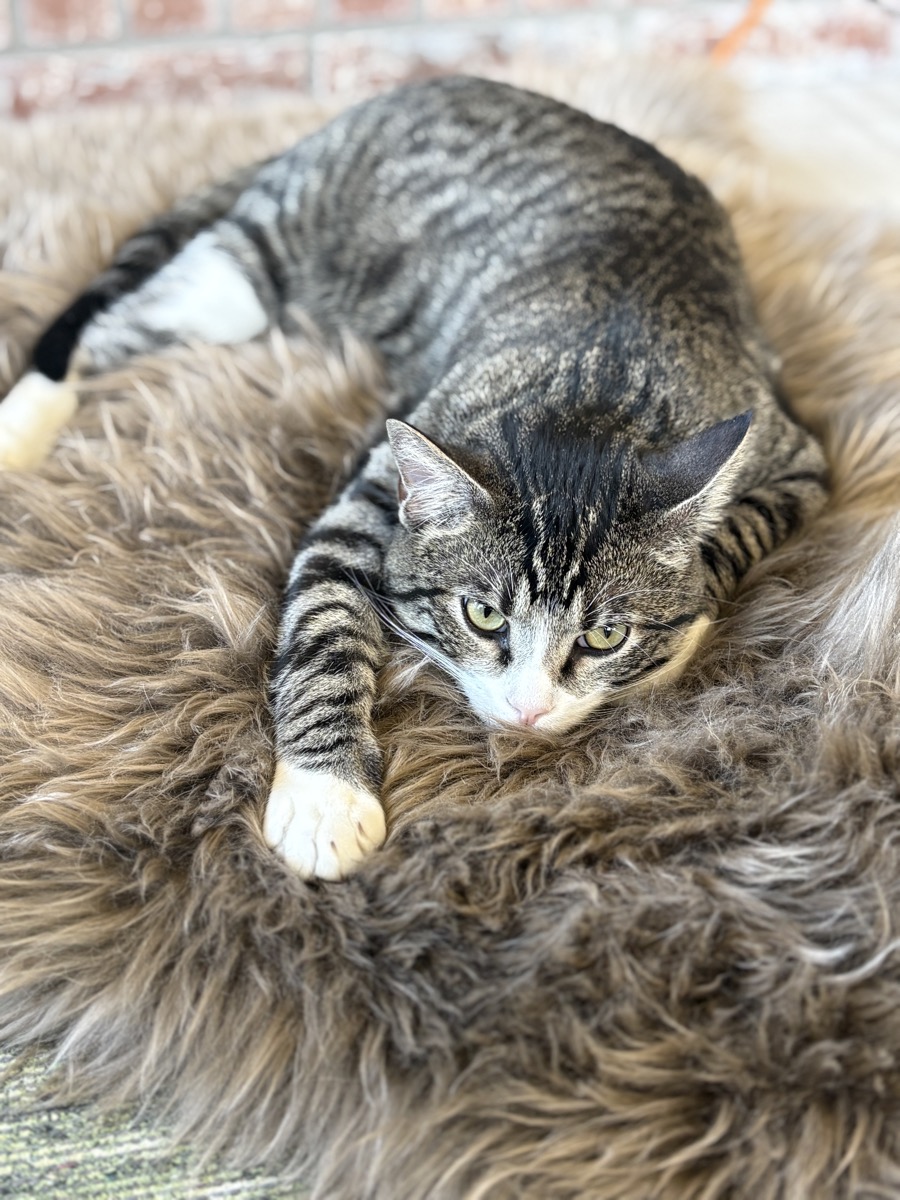 Jerry lying on a fluffy rug, looking up with bright green eyes